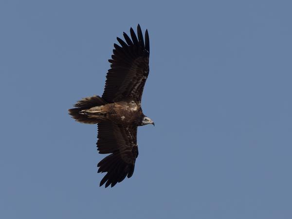 Egyptian vulture (Neophron percnopterus)